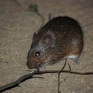 Hispid Cotton Rat at Burgers Zoo Arnhem, 30/05/12