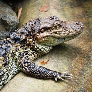 Broad-fronted Caiman at Burgers Zoo Arnhem, 30/05/12