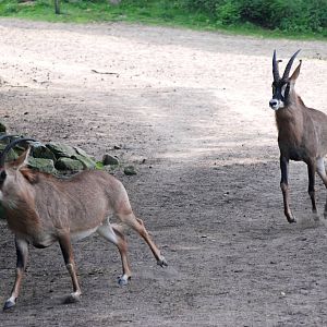 Frisky Roan Antelope at Burgers Zoo Arnhem, 30/05/12