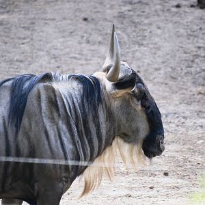 White-bearded Gnu at Burgers Zoo Arnhem, 30/05/12