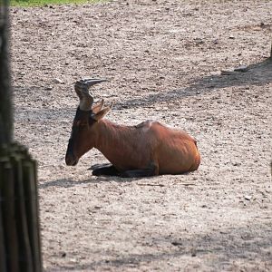 Cape Hartebeest at Burgers Zoo Arnhem, 30/05/12