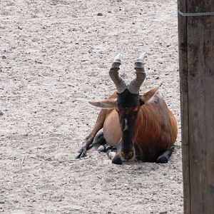 Cape Hartebeest at Burgers Zoo Arnhem, 30/05/12