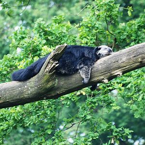 Binturong at Burgers Zoo Arnhem, 30/05/12