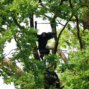 Siamangs at Burgers Zoo Arnhem, 30/05/12