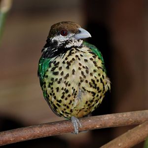 White-eared Catbird at Burgers Zoo Arnhem, 30/05/12