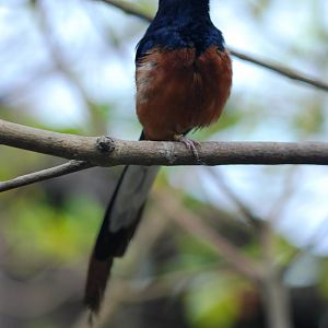 White-rumped Shama at Burgers Zoo Arnhem, 30/05/12