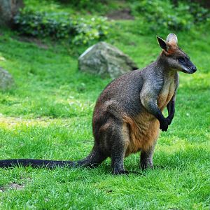 Swamp Wallaby at Burgers Zoo Arnhem, 30/05/12