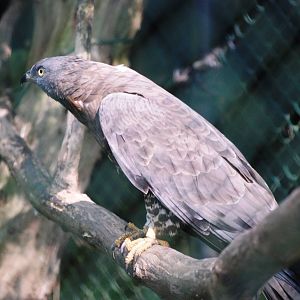 European Honey Buzzard at Burgers Zoo Arnhem, 30/05/12