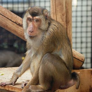 Southern Pig-tailed Macaque at Burgers Zoo Arnhem, 30/05/12