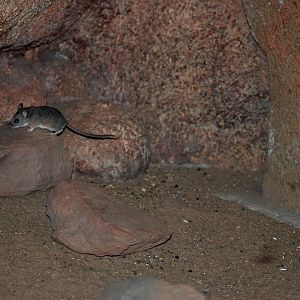 Cactus Deermouse at Burgers Zoo Arnhem, 30/05/12