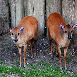 Natal Red Duikers at Burgers Zoo Arnhem, 30/05/12