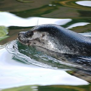 Ringed Seal at Burgers Zoo Arnhem, 30/05/12