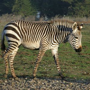 mountain zebra