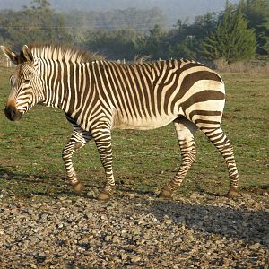 mountain zebra