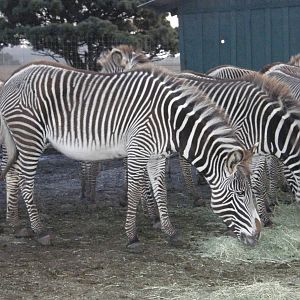 grevys zebra