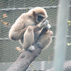 Nonchalant gibbon