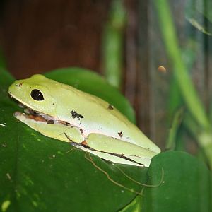 Black-eyed Leaf Frog