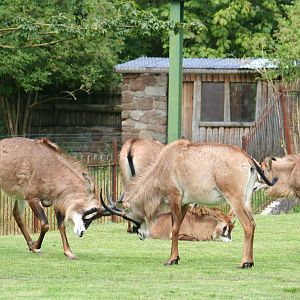Roan Antelope
