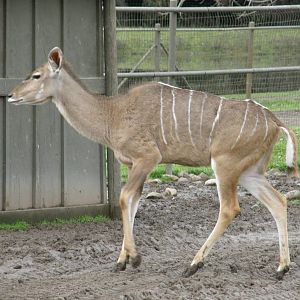 greater kudu