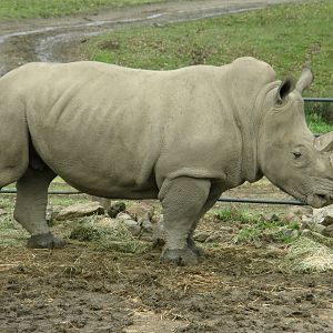 white rhino