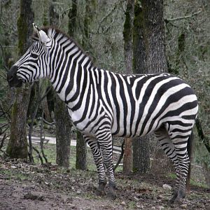 common zebra