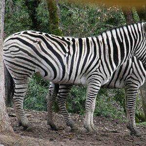 common zebra