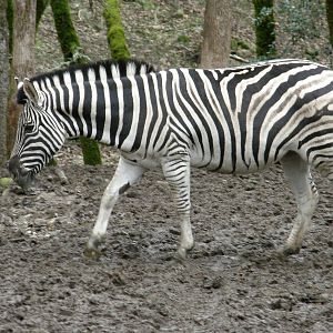 common zebra