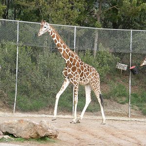 giraffe