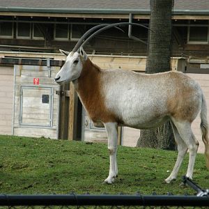 scimitar horned
