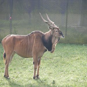 derby eland