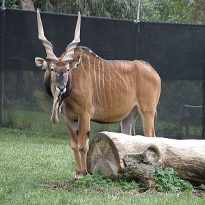 derby eland
