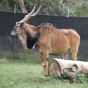 derby eland