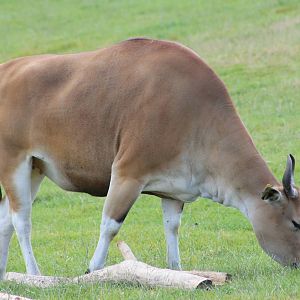 Javan banteng