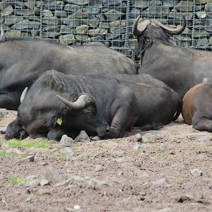 Cape buffalo