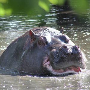 Common hippopotamus