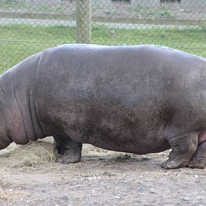 Common hippopotamus