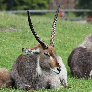 Ellipsen waterbuck