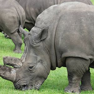 Southern white rhinoceros