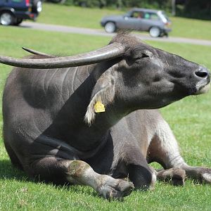 Asian water buffalo