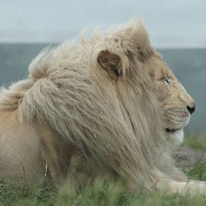 White lion