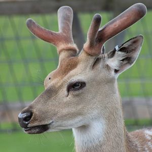 Fallow deer