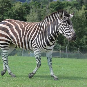 Grant's zebra