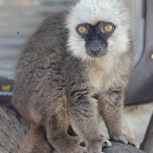 White-fronted lemur