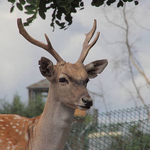Persian fallow deer