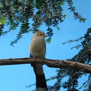 Bronx Zoo- World of Birds- Guira Cuckoo