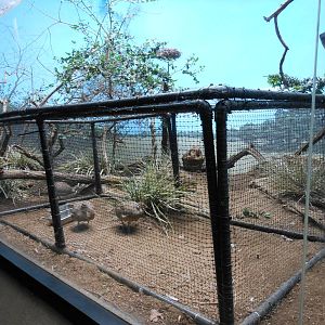 Bronx Zoo- World of Birds- Tinamou and Cuckoo Exhibit with Cage