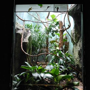 Bronx Zoo- World of Birds- Golden-headed Quetzal Exhibit