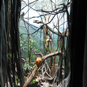 Bronx Zoo- World of Birds- Golden Lion Tamarin and Bolivian Gray Titi Exhib