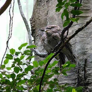 Bronx Zoo- World of Birds- Tawny Frogmouth Calling