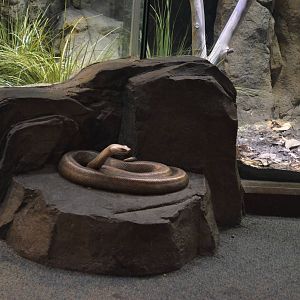 LAIR Snake Sculpture